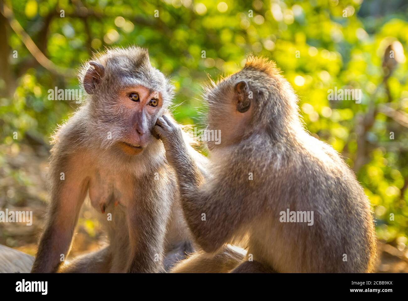 cute monkeys in love