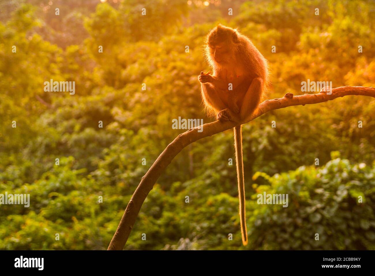 Monkey island during sunset hi-res stock photography and images - Alamy