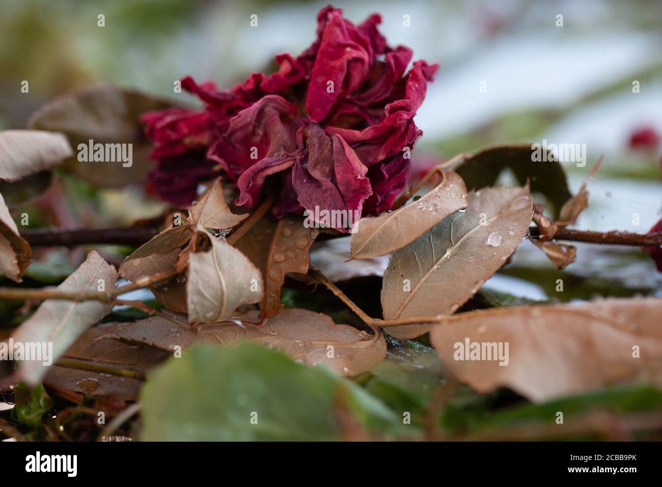 Decagying Roses Macro / High-Resolution / Fine Art / Concept - Young Evelyn - View of ...