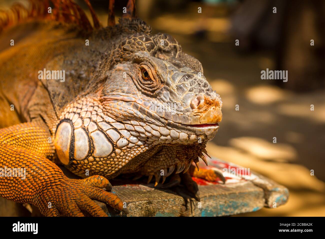Iguana standing on a rock Stock Photo