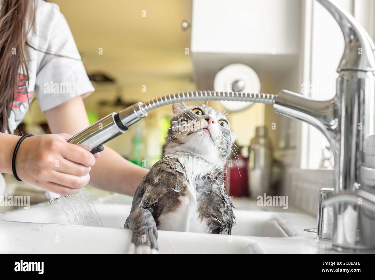 Funny terrified expression of cat being given a bath in kitchen sink