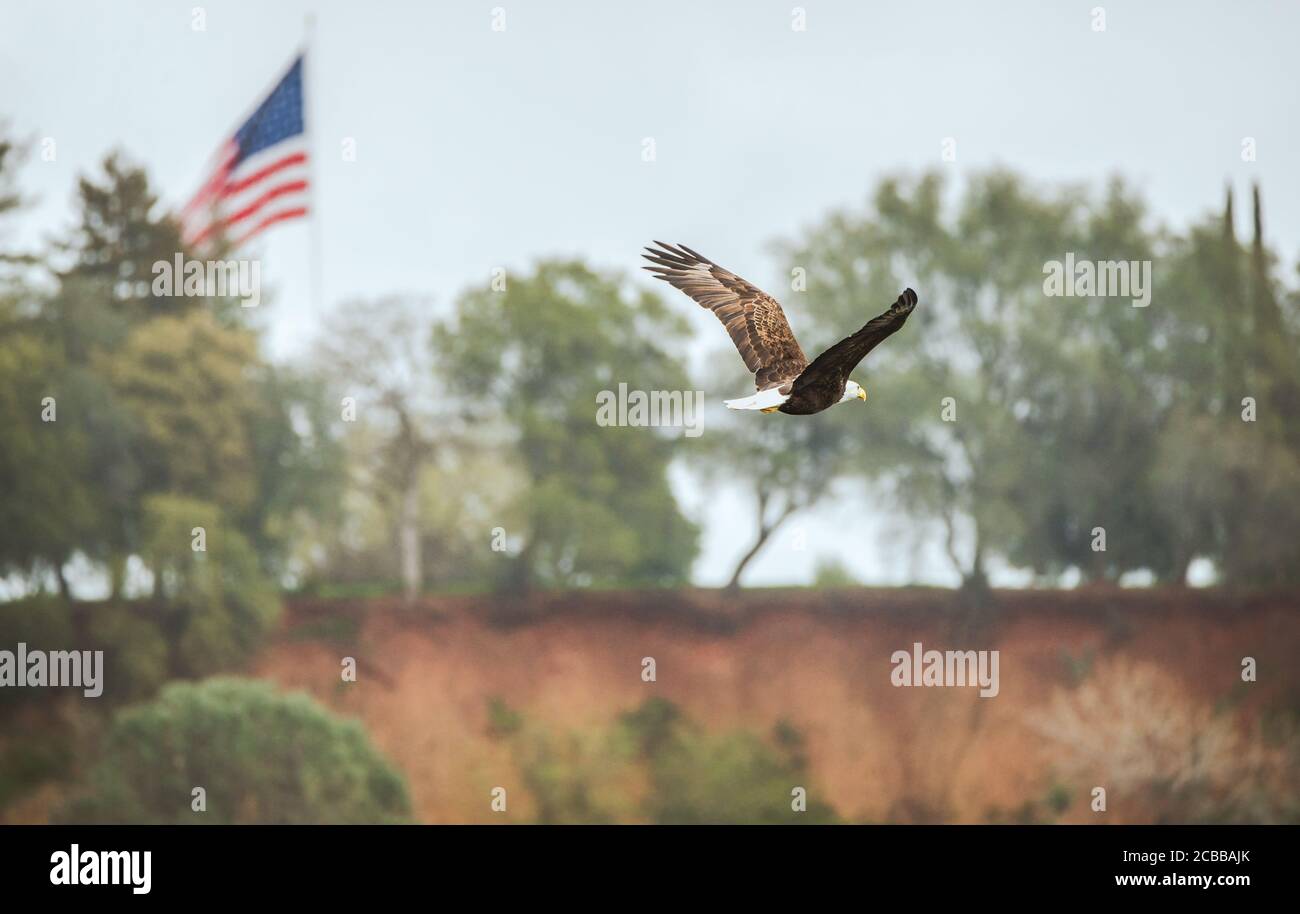 The Bald Eagle and the Old Glory flag are favorite US national emblems Stock Photo