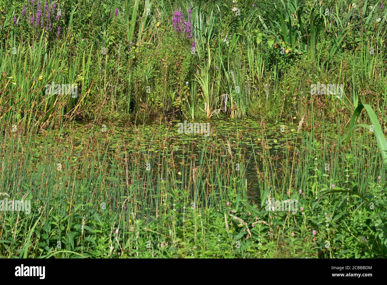 Wildlife pond, Rodley Nature Reserve, Leeds, West Yorkshire Stock Photo