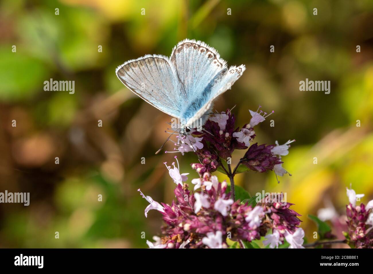 Chalkhill blue butterfly (Polyommatus coridon), UK, feeding on wild thyme Stock Photo