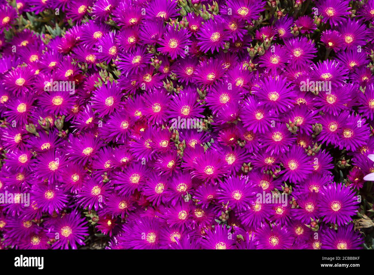 Densely flowering Hardy or Trailing Iceplant Delosperma cooperi aka Pink carpet Stock Photo