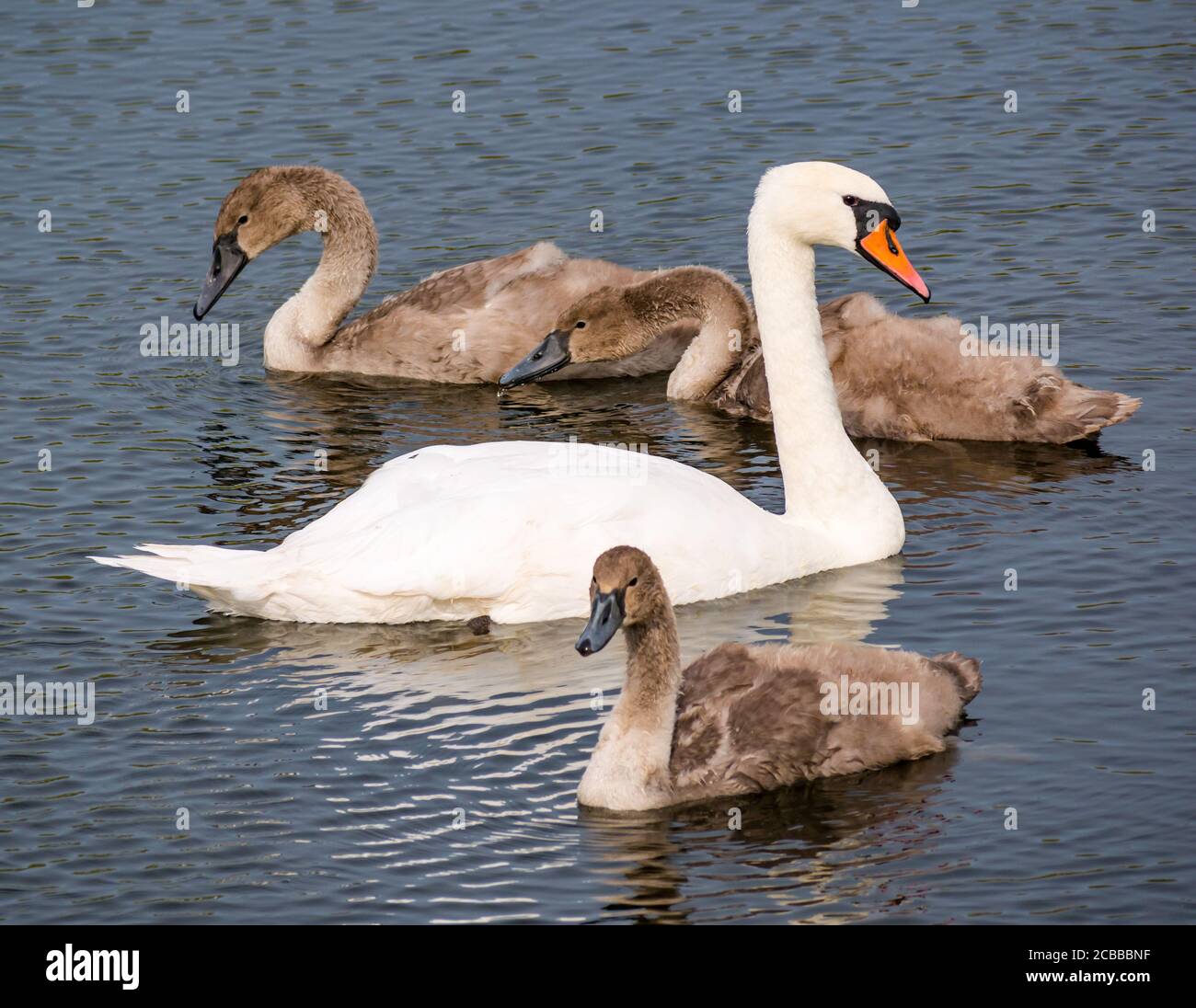 Female adult swan with three 3 month old mute cygnets (Cygnus olor) swimming in reservoir in Summer sunshine, East Lothian, Scotland, UK Stock Photo