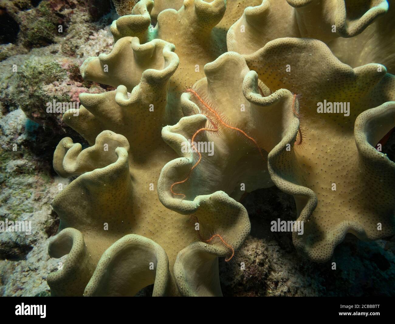 Sponge Brittle Star, Ophiothrix suensonii, on sponge, Bathala island, Maldives Stock Photo
