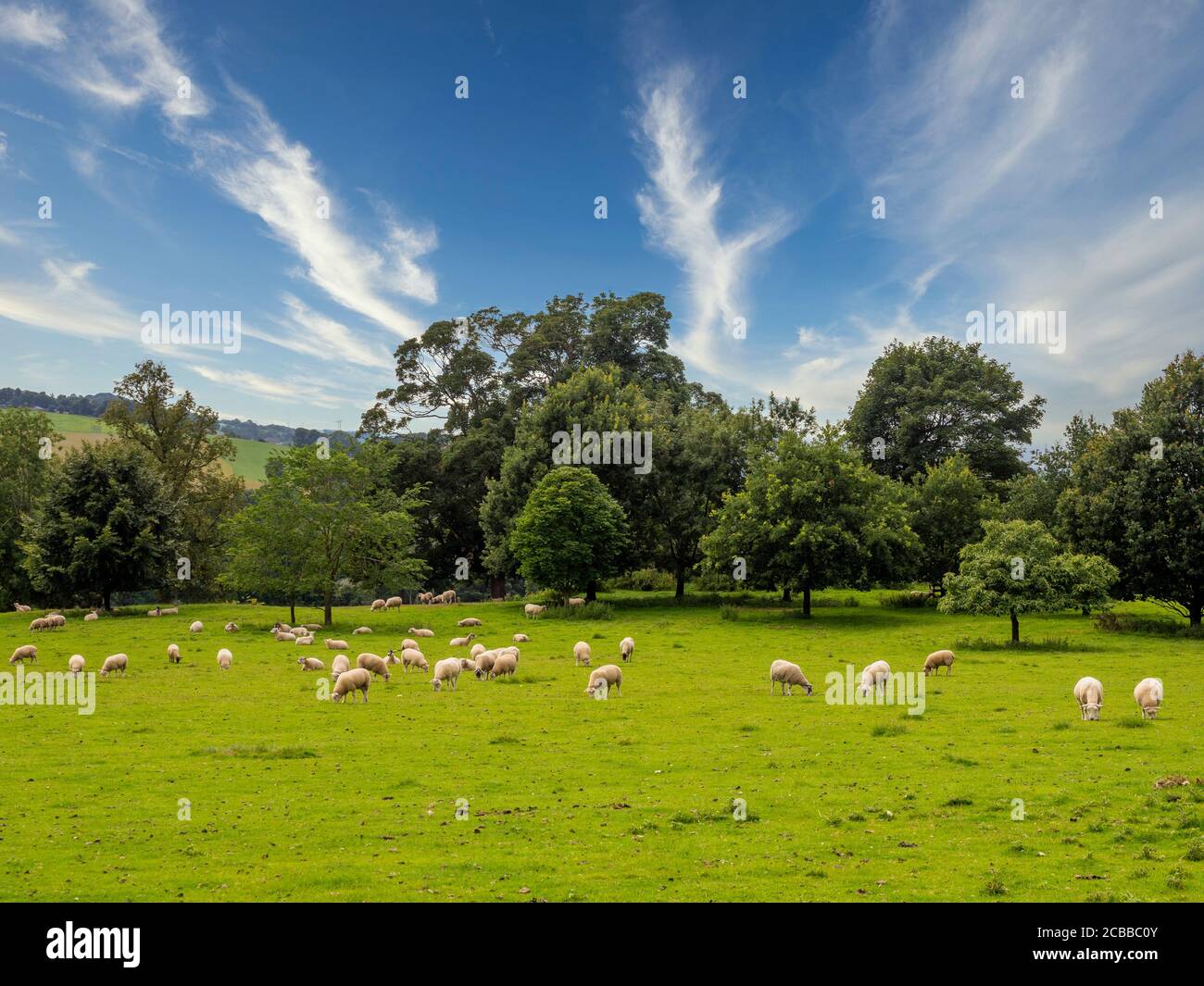 Sheep grazing at the Yorkshire Sculpture Park. West Bretton, West Yorkshire, UK. Stock Photo