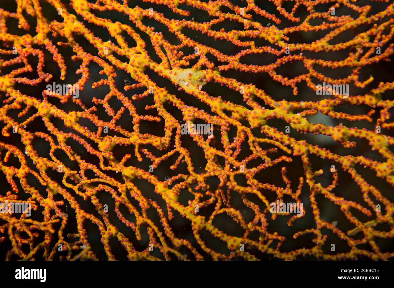 Detail of a fan coral (Acabaria sp.) with retracted polyps, yellow, Tulamben, Bali, indonesia Stock Photo