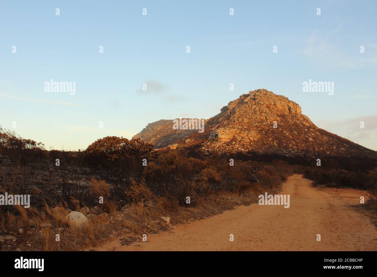 Fire ravaged trees hi-res stock photography and images - Alamy