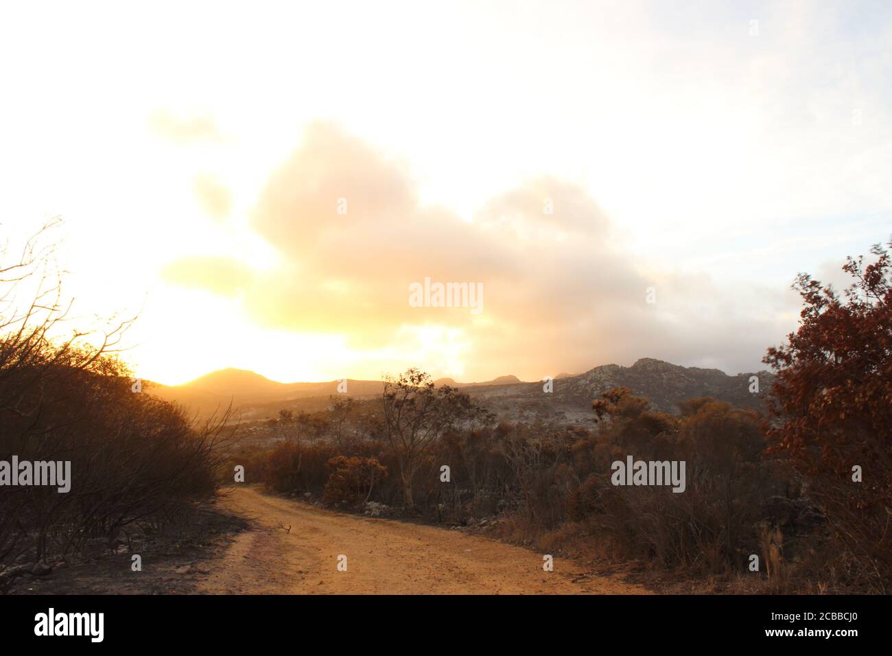 Fire ravaged burnt, arid wilderness landscape covered in small protea ...