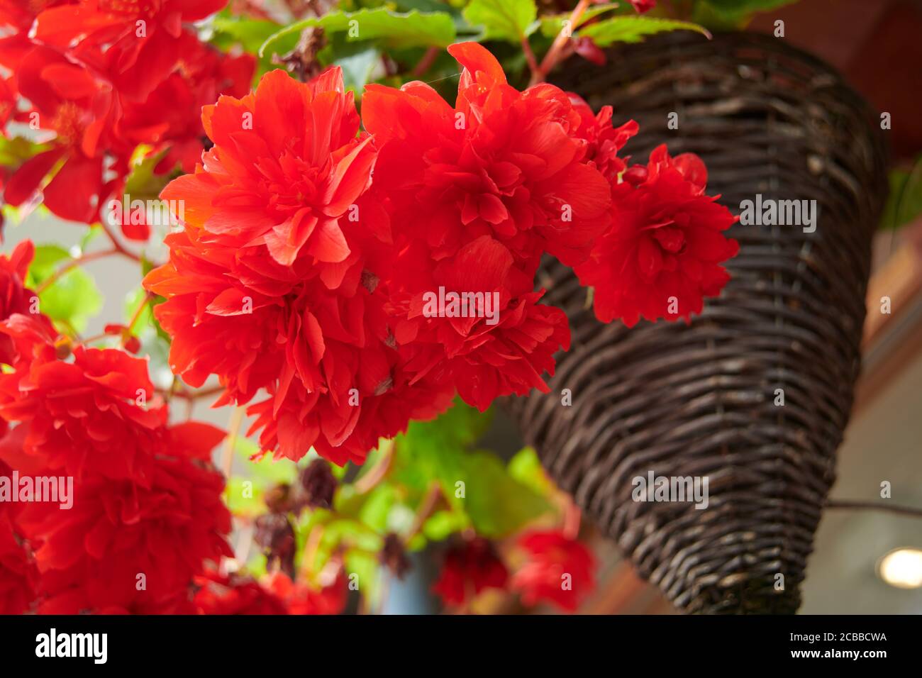 Grapeleaf Begonia (Begonia reniformis) in a wicker hanging basket during the summer, in an