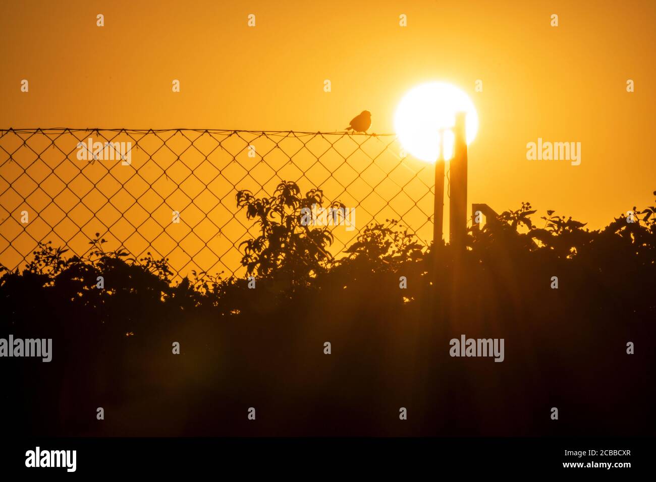 bird perched on a fence with the sun in the background Stock Photo