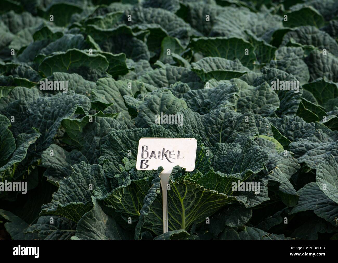 Savoy cabbage plants growing in field in Summer sunshine with Baikel crop label, East Lothian