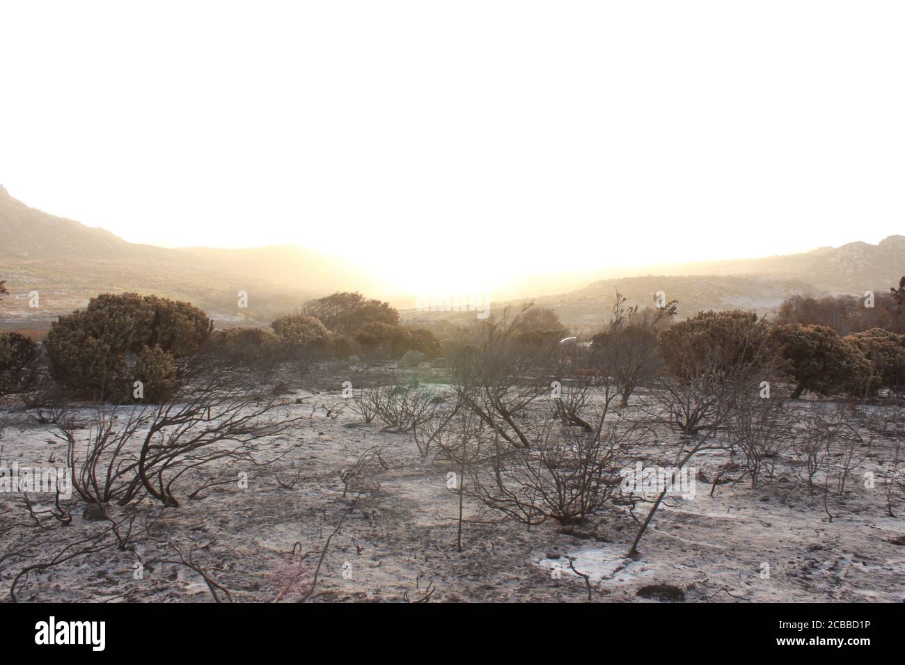 Fire ravaged burnt, arid wilderness landscape covered in small protea ...