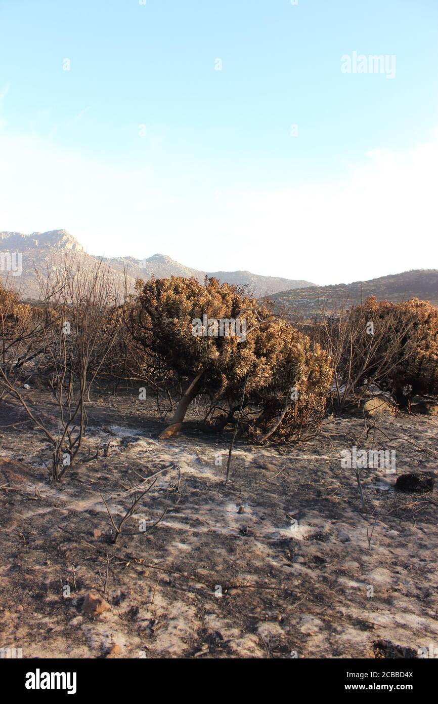 Fire ravaged burnt, arid wilderness landscape covered in small protea ...
