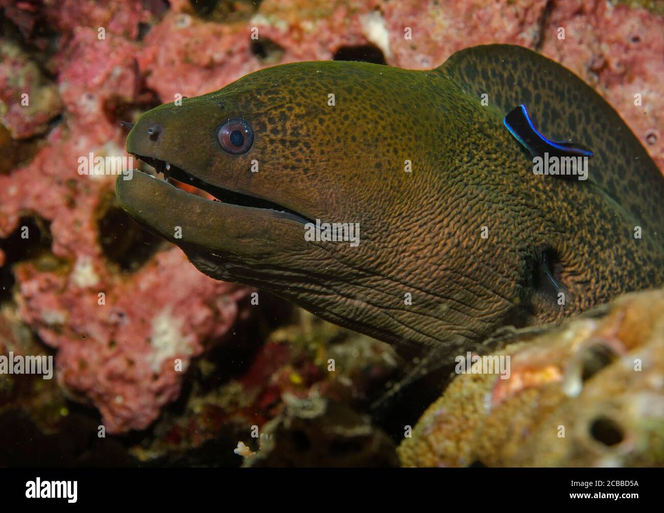 Giant Moray eel, Gymnothorax javanicus, being cleaned by a Bluestriped Cleaner Wrasses, Labroides dimidiatus, on coral reef, Tulamben, Bali, indonesia Stock Photo