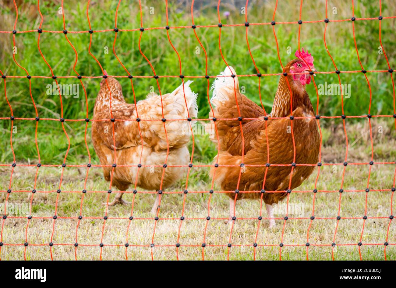 Chickens in chicken coop farmyard wth electric fence in Summer sunshine, UK Stock Photo