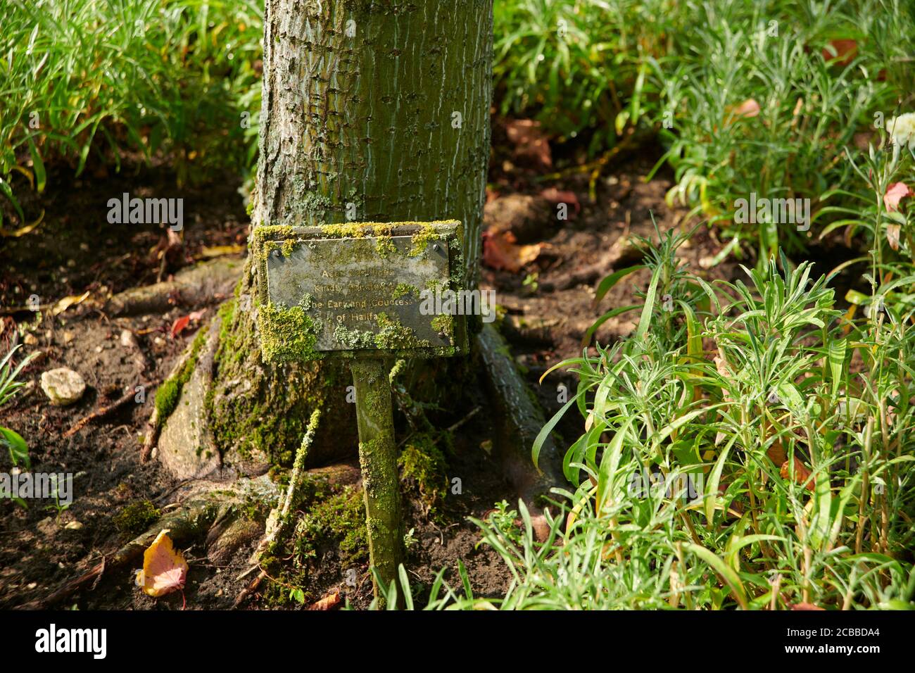 A moss-covered nameplate at the base of a tree. Stock Photo