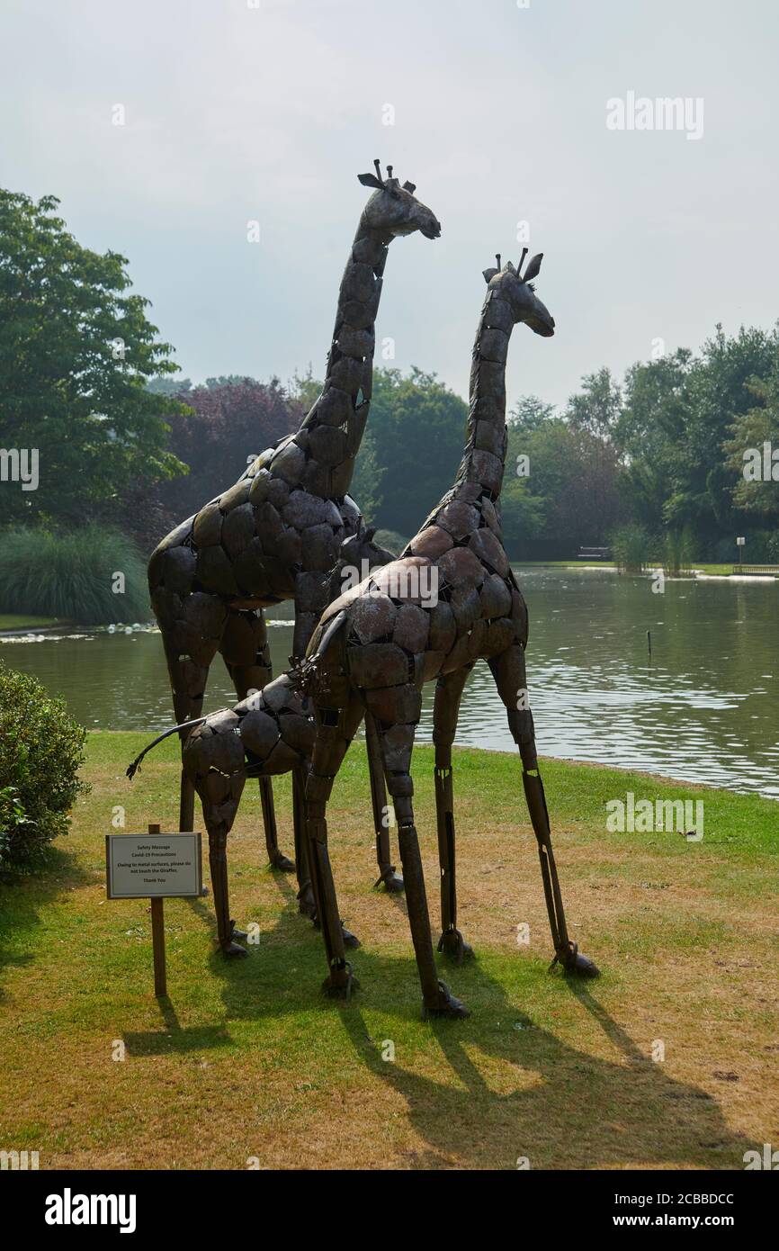 Giraffe sculpture’s look out over a lake summer, in a English garden