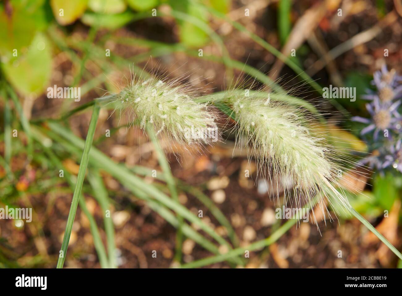 Feathertop or Long-style feather grass (Cenchrus longisetus) Stock Photo