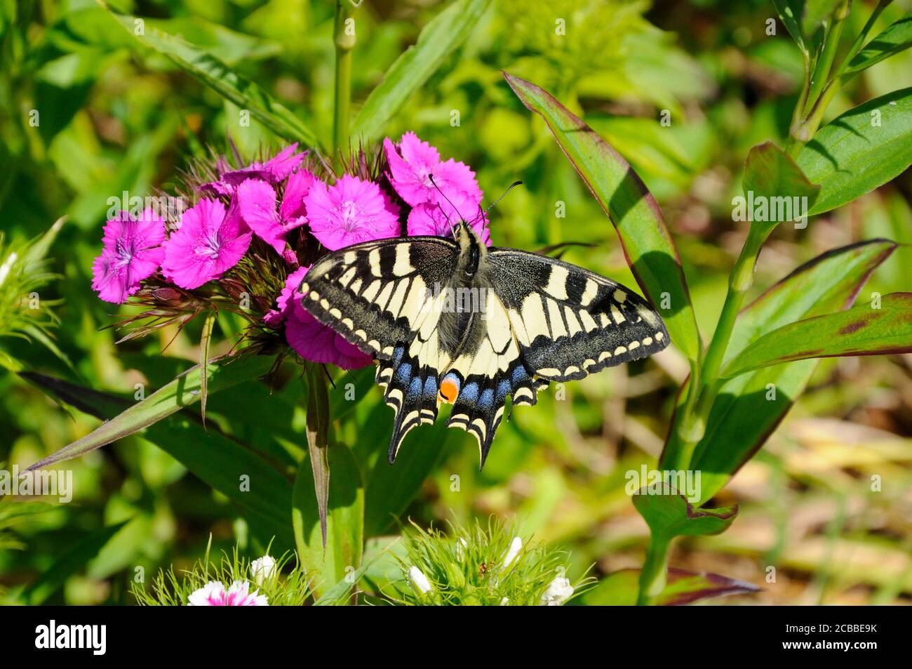Swallowtail butterfly (Papilio machaon britannicus) feeding on garden flowers in the Norfolk Broads Stock Photo