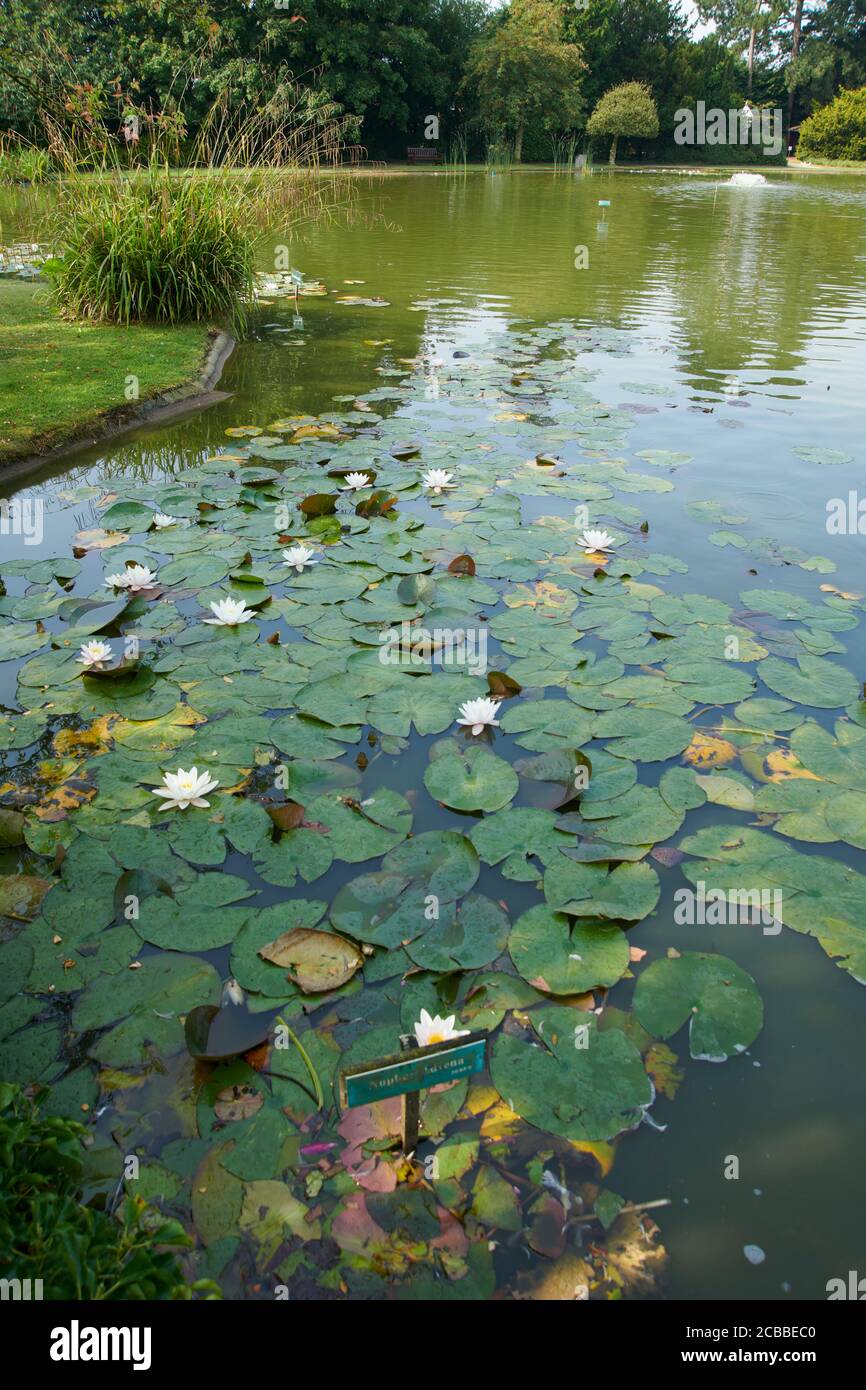 Hemingbrough Pond Water lily in a pond during the summer, East Yorkshire, England, UK, GB ...