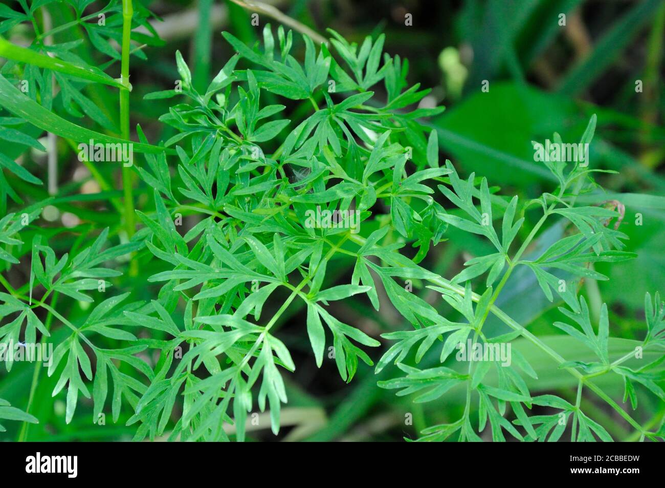 The leaves of Milk Parsley (Peucedanum palustre), the main food plant of the Swallowtail butterfly caterpillar Stock Photo