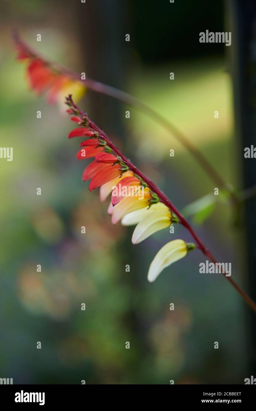 Spanish flag vine (Ipomea lobata)  during the summer, in an English garden, East Yorkshire, England, UK, GB. Stock Photo