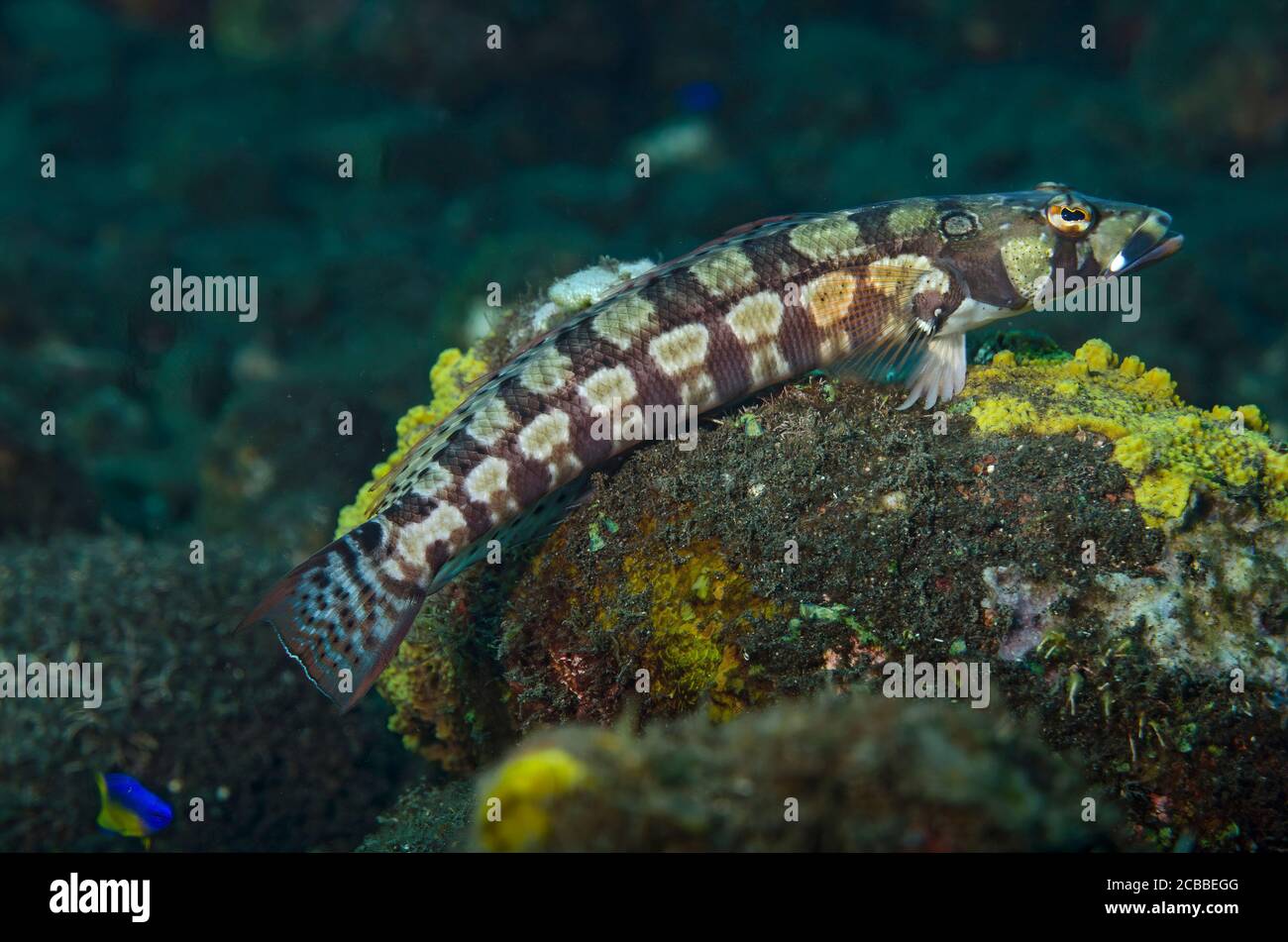 Reticulated Sandperch, Parapercis tetracantha, Tulamben, Bali, Indonesia, Bali Sea, Indian Ocean Stock Photo