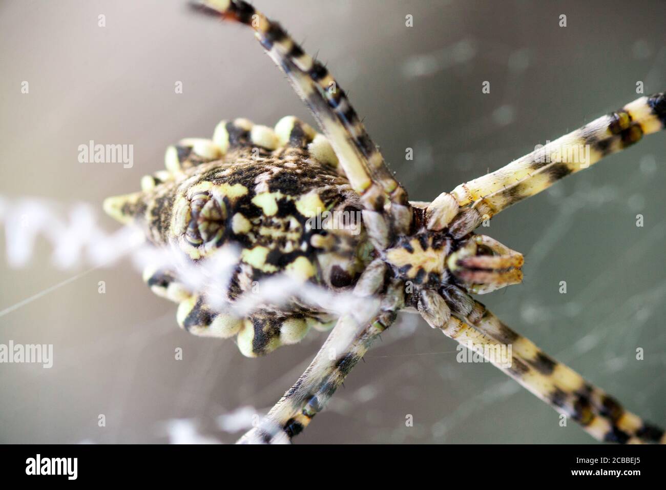agriopa is a lobulated poisonous wasp spider of a terrible species
