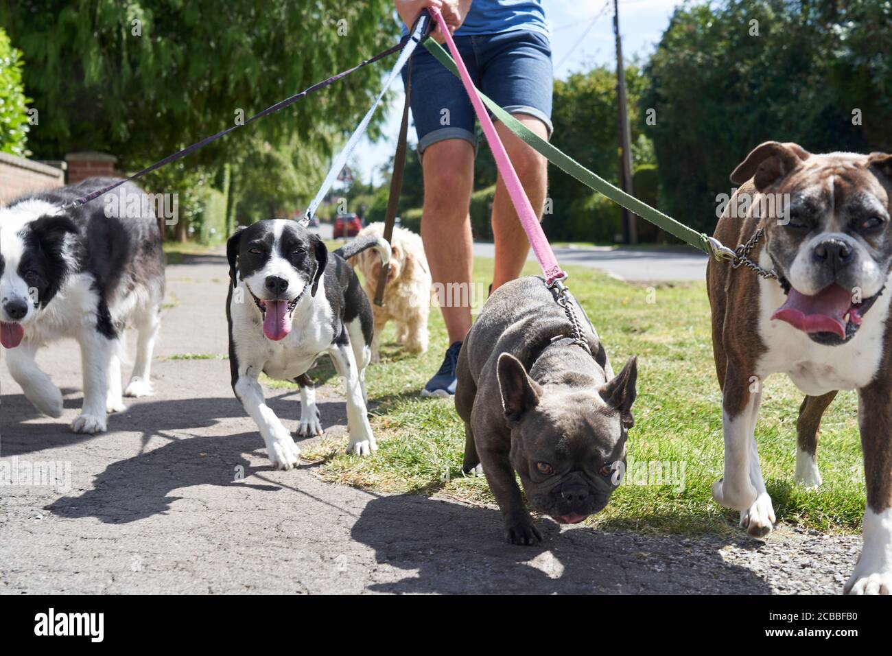 Young Male Dog Walker Walking Dogs Along Surburban Street Stock Photo Alamy