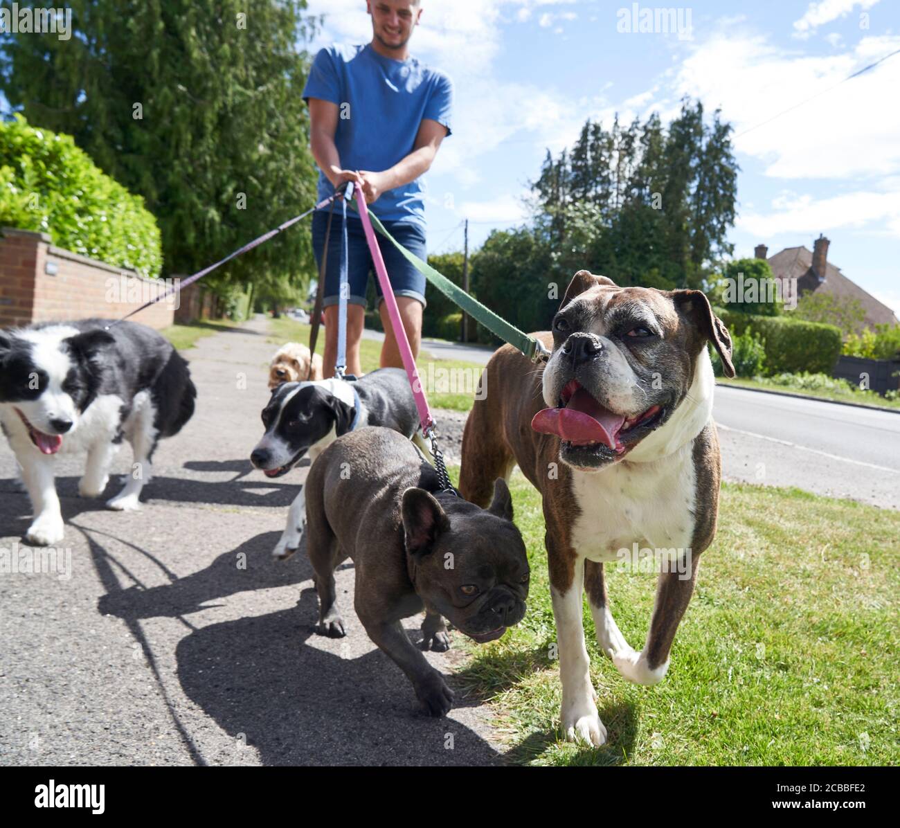 French Bulldog Mongrel High Resolution Stock Photography And Images Alamy
