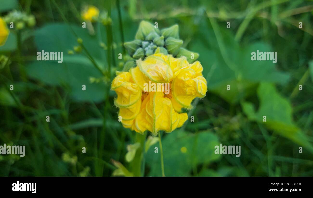 Wax gourd Flower. Yellow Flower with Green Background. Stock Photo