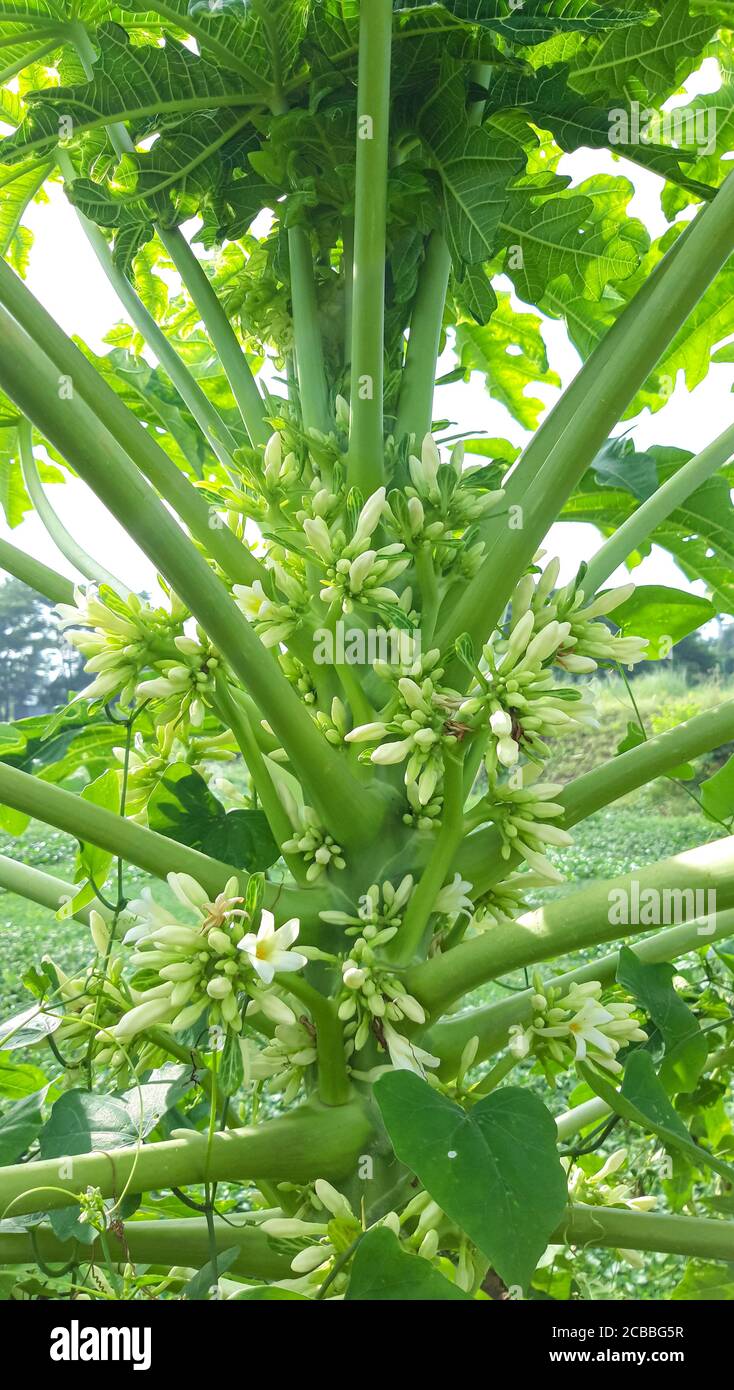 Papaya flowers hi-res stock photography and images - Alamy