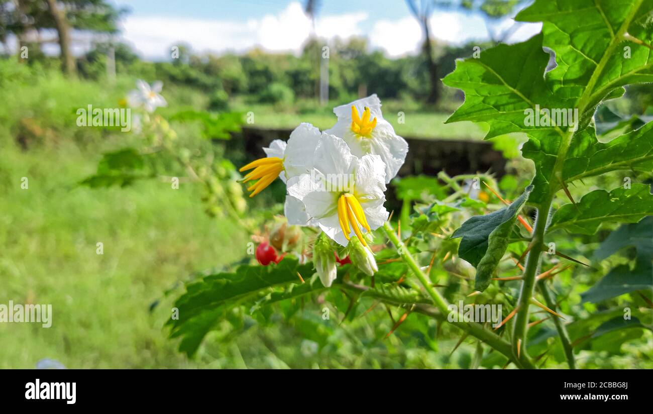 White Wildflowers.Horse Nettle (Solanum carolinense) With Green Background Stock Photo