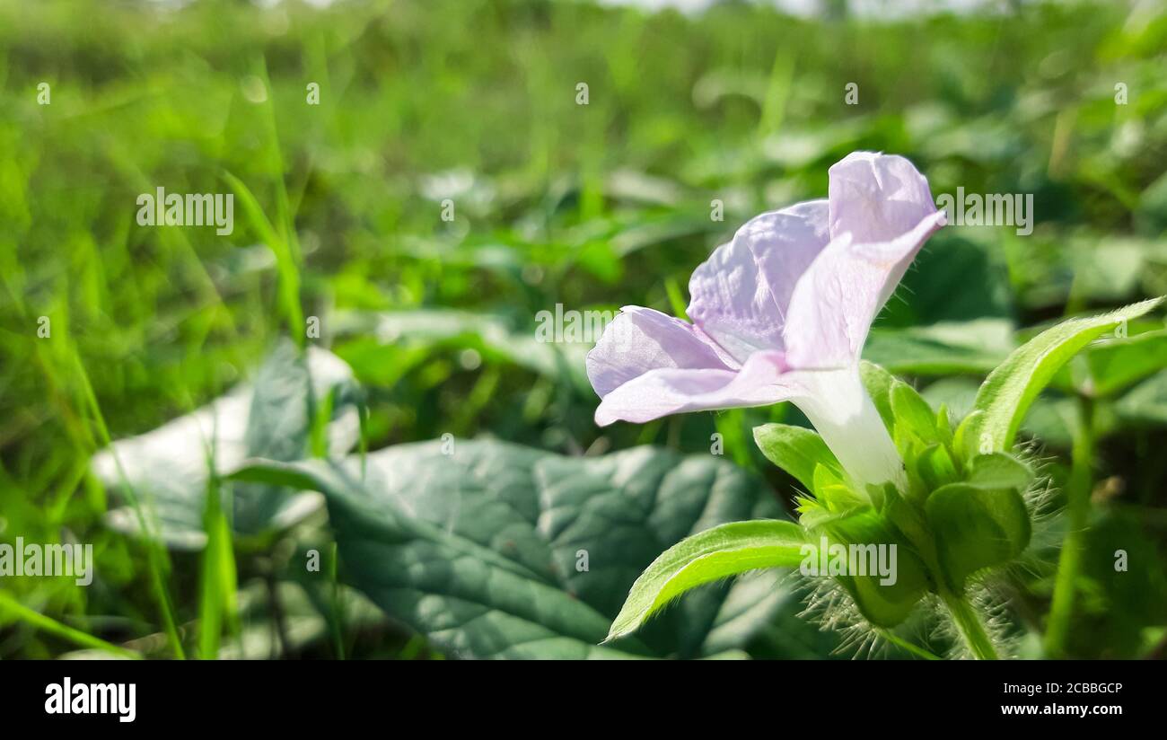 Beautiful White and Pink Moon flower With Green Background. Stock Photo