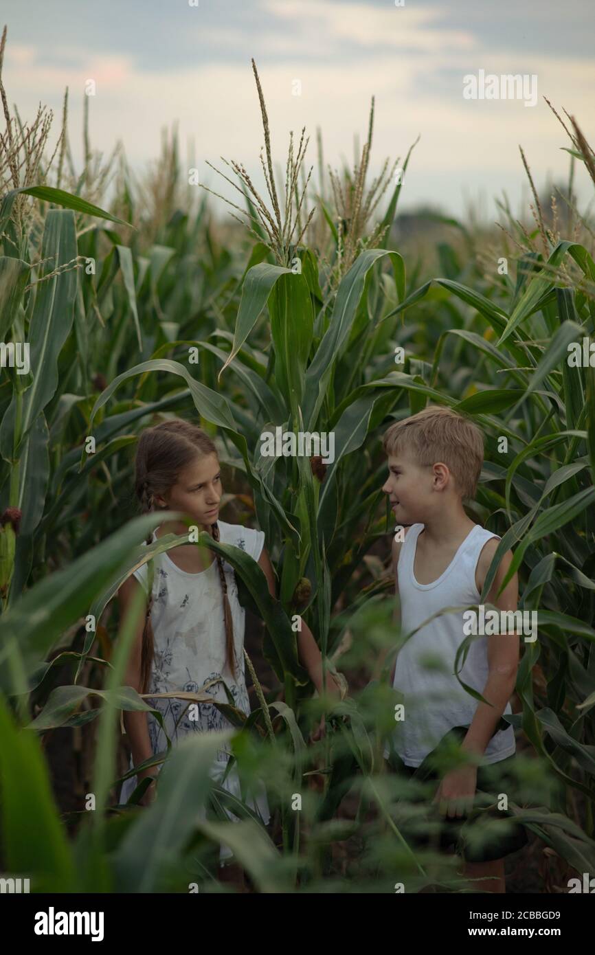 Child girl and child boy walk and play in field of corn Stock Photo - Alamy