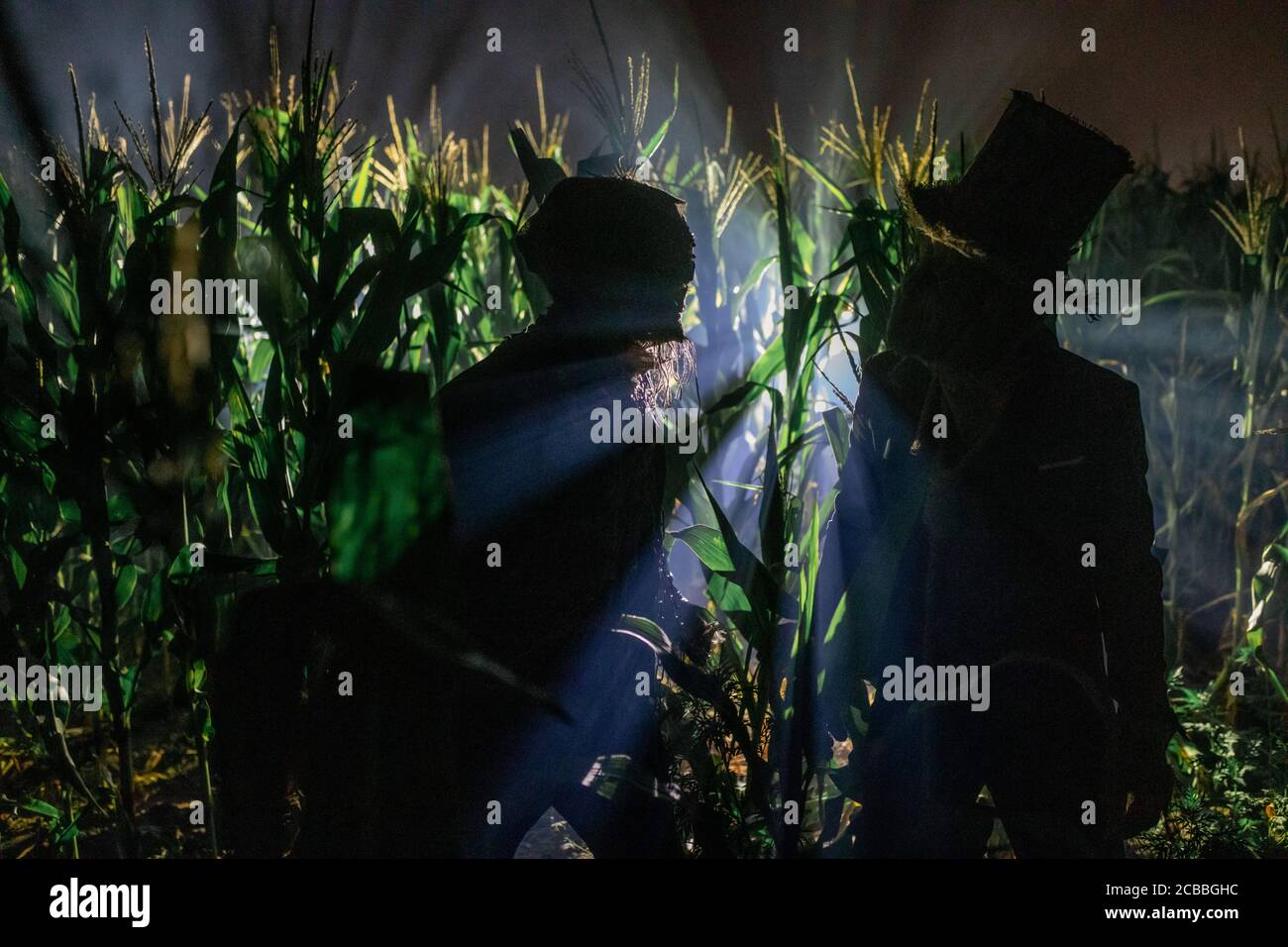 Two undead zombies stand at the edge of a cornfield at night Stock