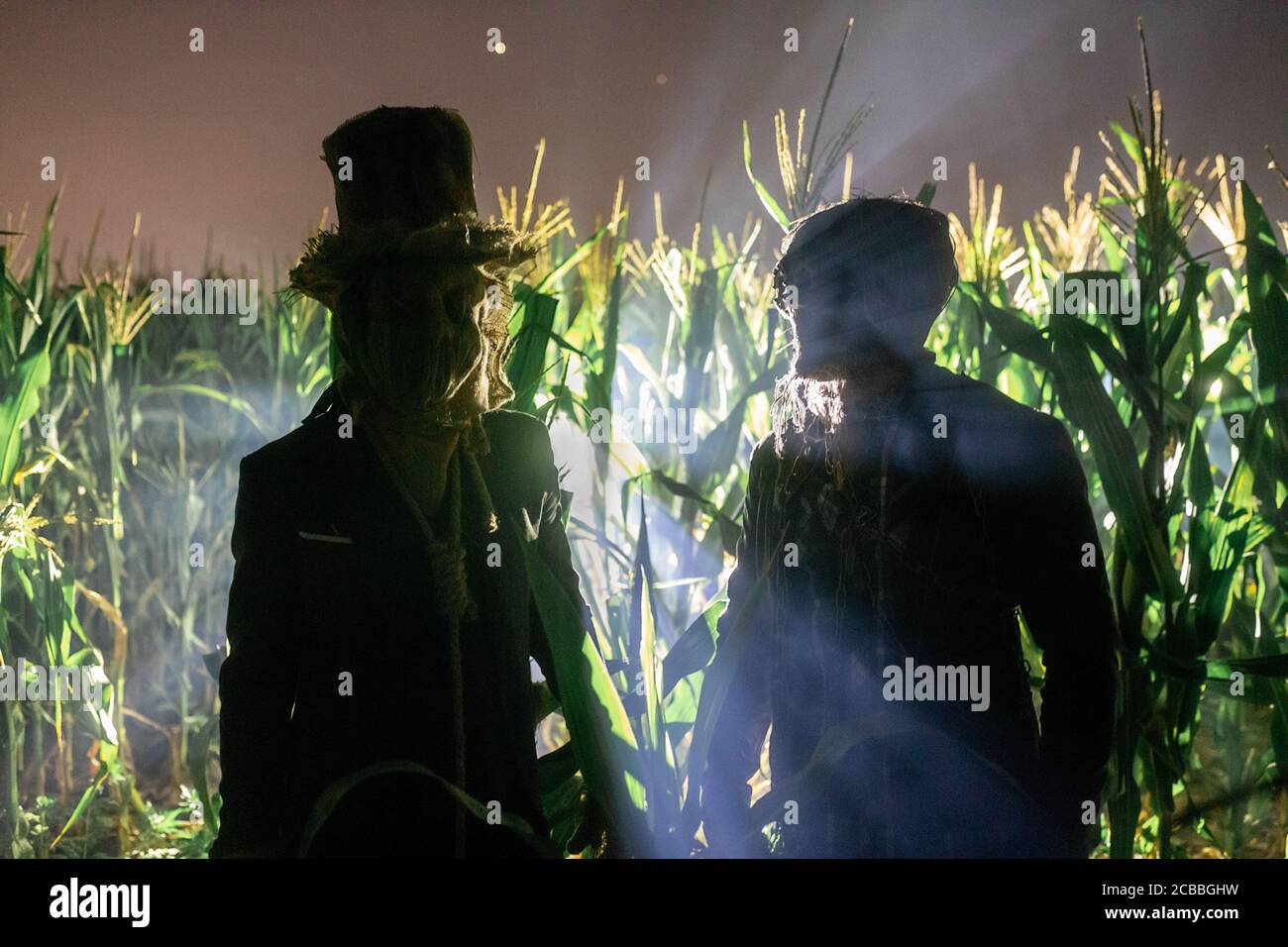 Two undead zombies stand at the edge of a cornfield at night Stock