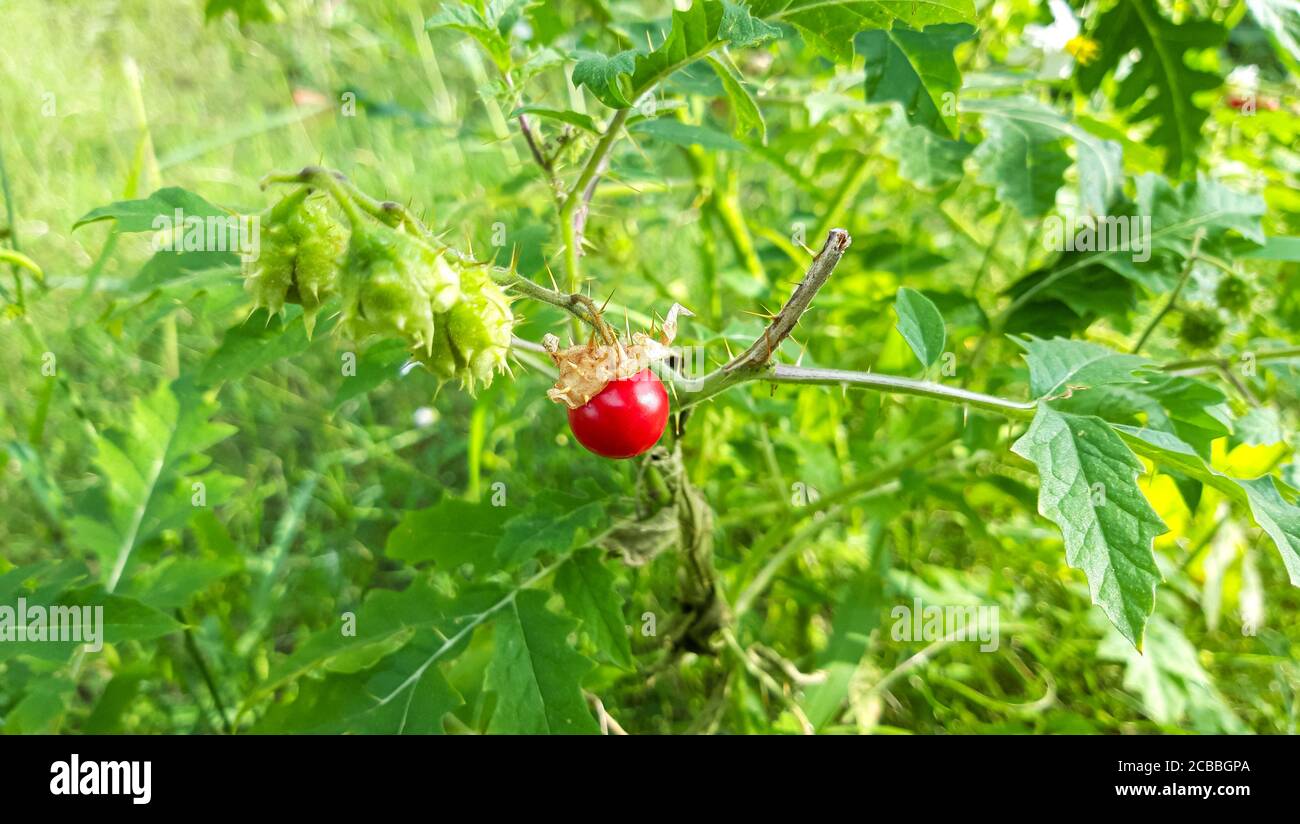 Beautiful Horse Nettle (Solanum carolinense Red Wild Fruit with tree Stock Photo
