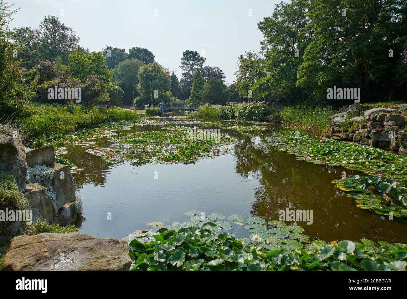 Hemingbrough Pond Water lilies in a pond during the summer, East Yorkshire, England, UK ...