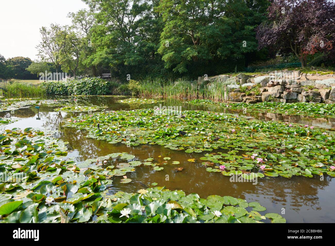 Hemingbrough Pond Water lilies in a pond during the summer, East Yorkshire, England, UK ...