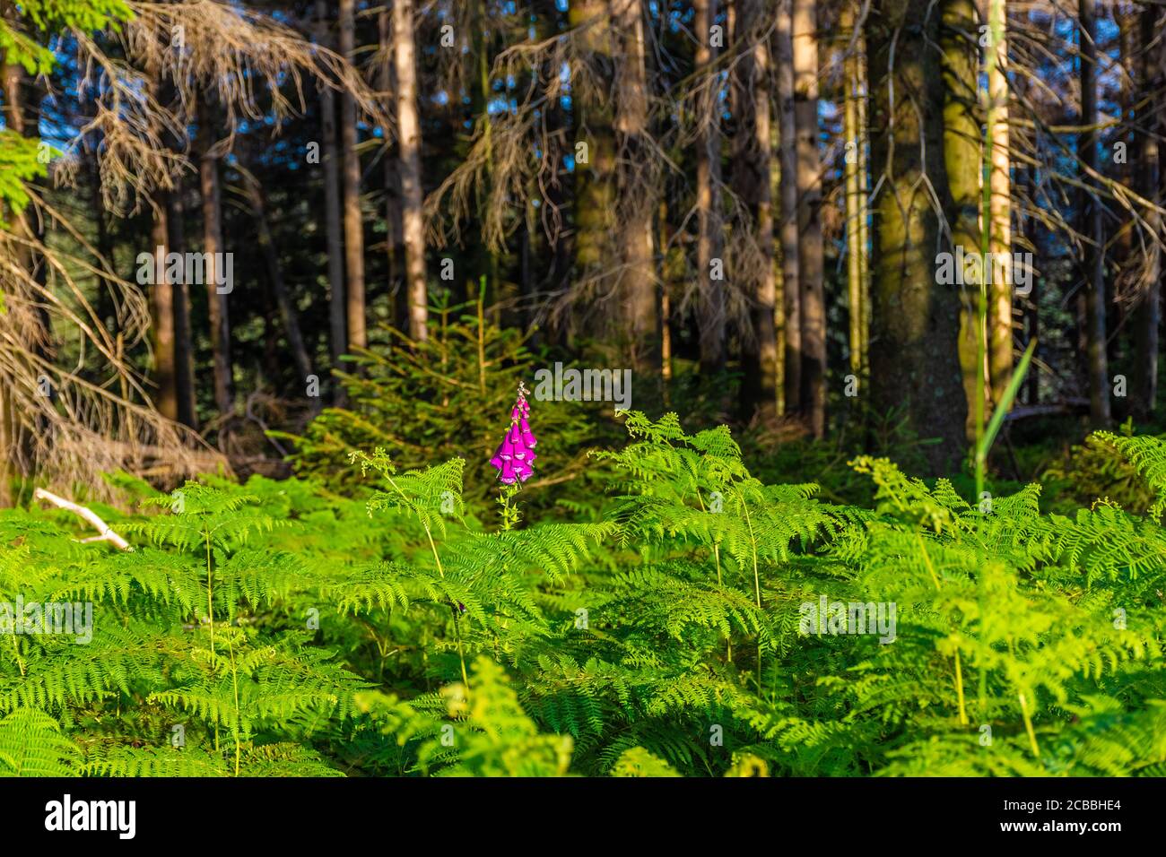 Black forest in Germany Stock Photo - Alamy