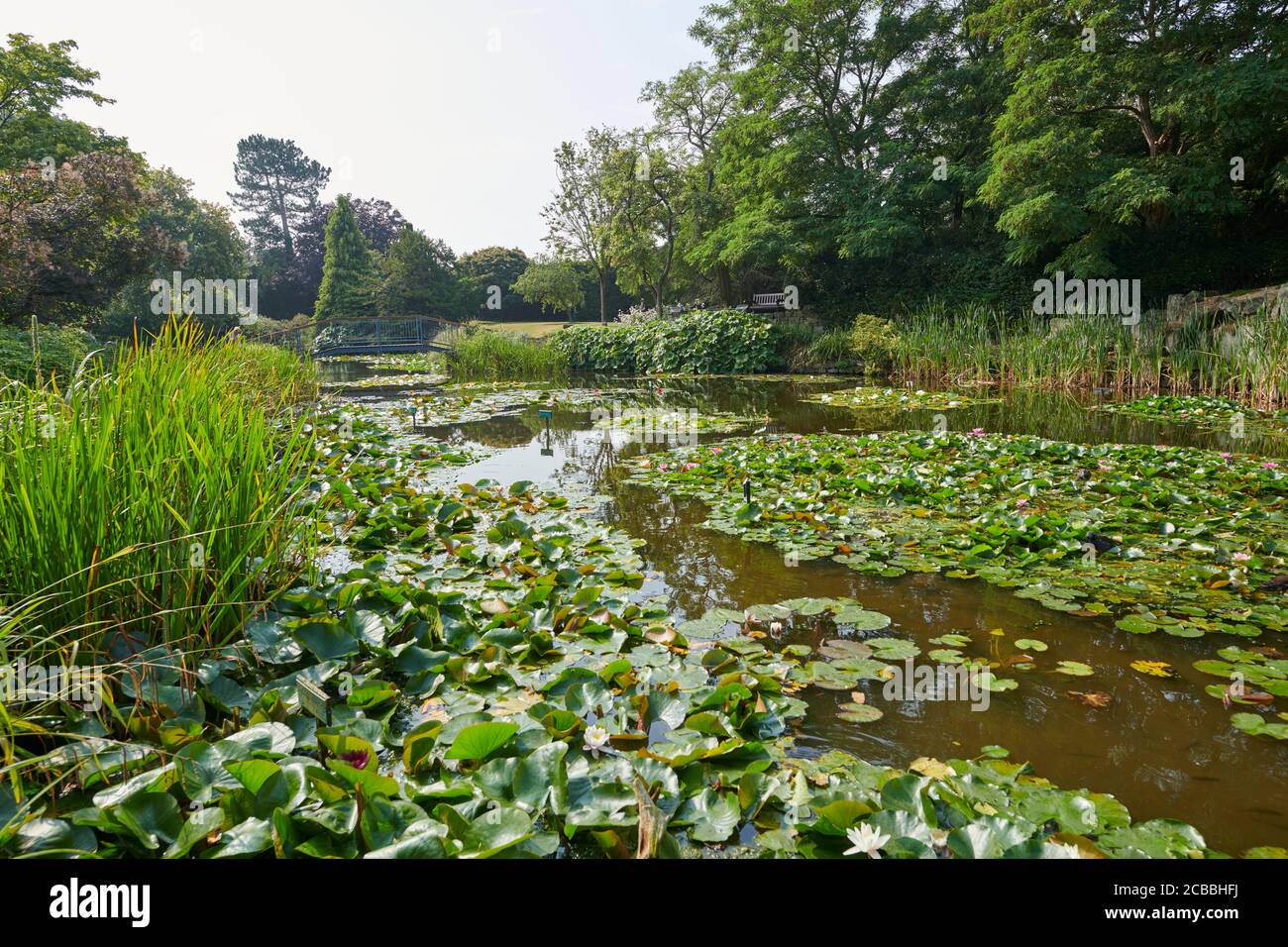 Hemingbrough Pond Water lilies in a pond during the summer, East Yorkshire, England, UK ...