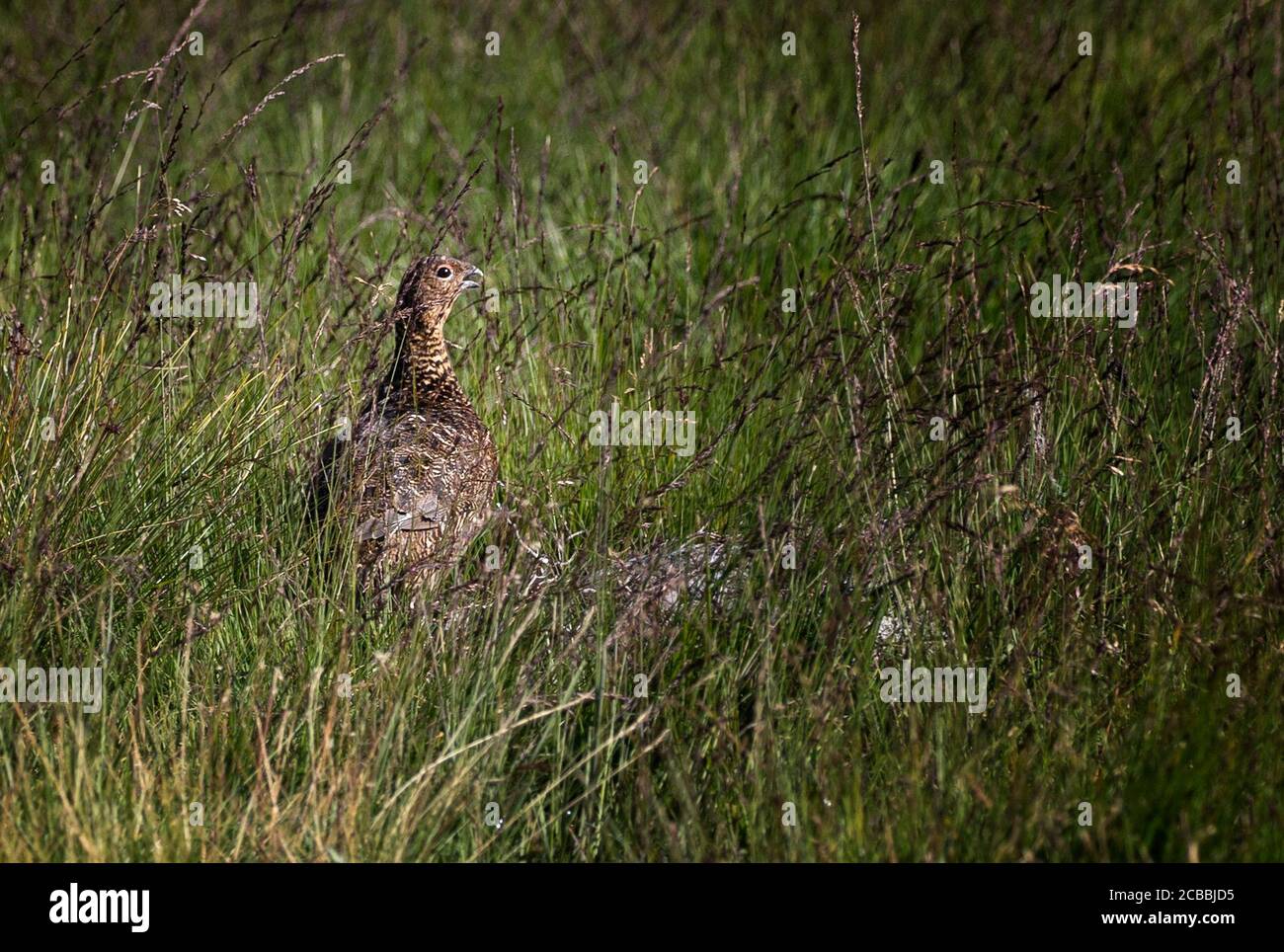 A grouse on the moors at the Rottal Estate in Glen Clova, near Kirriemuir, Angus, as the Glorious 12th, the official start of the grouse shooting season, gets underway. Stock Photo