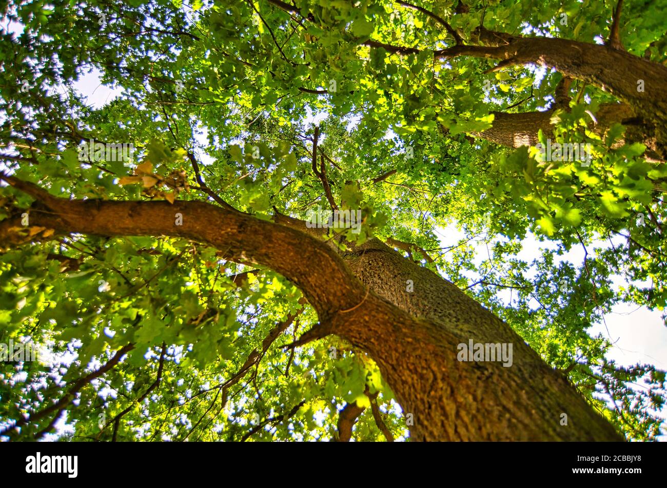 Tree canopy from below spring hi-res stock photography and images - Alamy