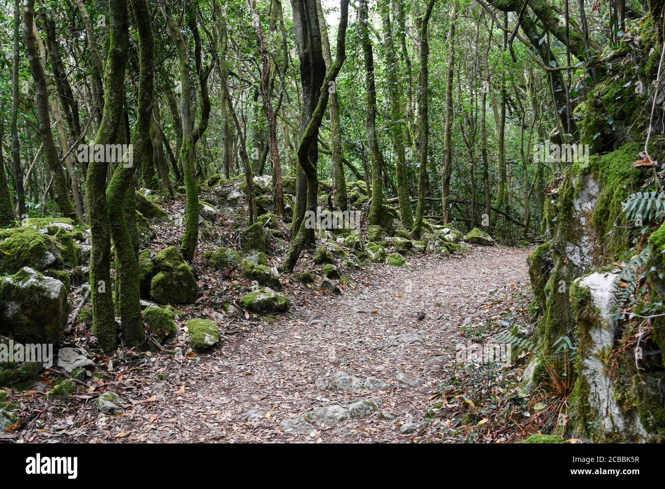 Path between holm oaks in Monte Buciero Stock Photo