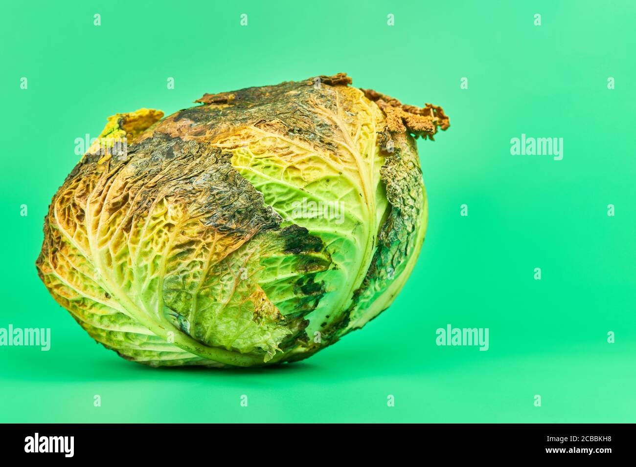 Rotten cabbage, green background. Head of moldy cabbage, copy space