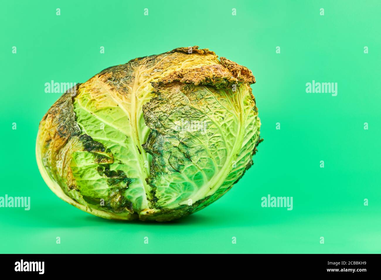 Rotten cabbage, green background. Head of moldy cabbage, copy space ...